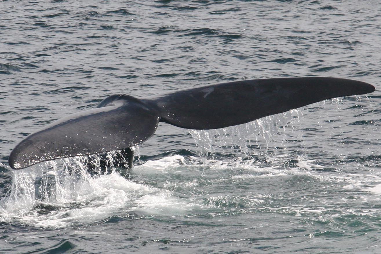 [Right+Whale+Tail+2.jpg]