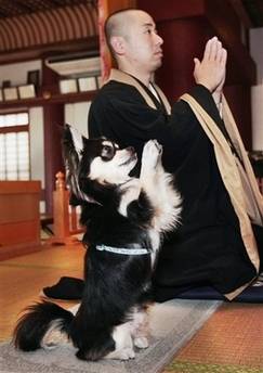 [dog.jpg]