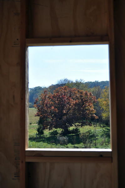 View From the Shed Window