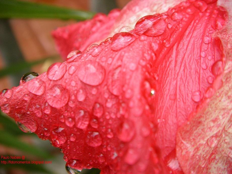 [petala_chuva_set_05.JPG]