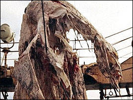 1977年日本抓到的恐龍形海怪屍體