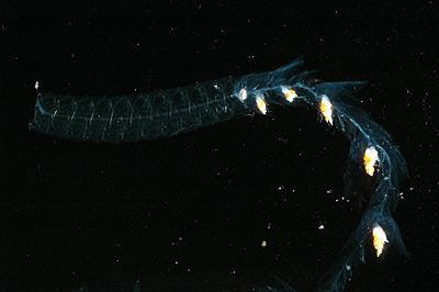 百慕達 詭異 新物種 - 深海奇異的百慕達詭異新物種
