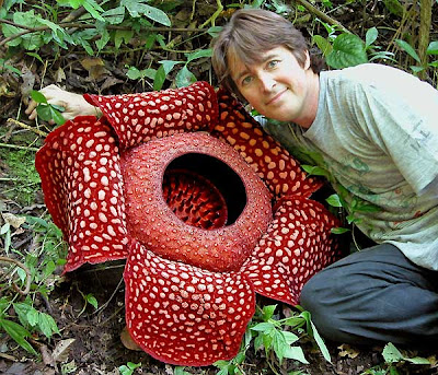 大王花食人花 Rafflesia