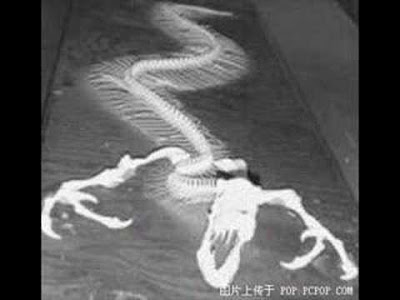 地球上 恐怖 生物 - 地球上最恐怖的生物