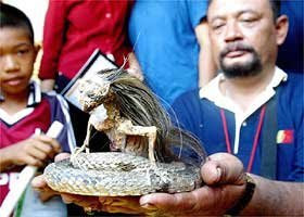 人頭蛇身妖怪  馬來西亞發現人頭蛇身妖怪