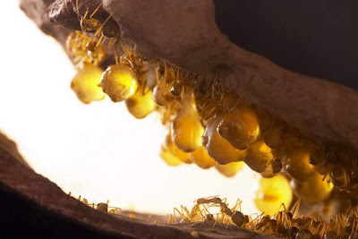 最怪異 螞蟻 蜜罐 - 最怪異螞蟻-蜜罐蟻