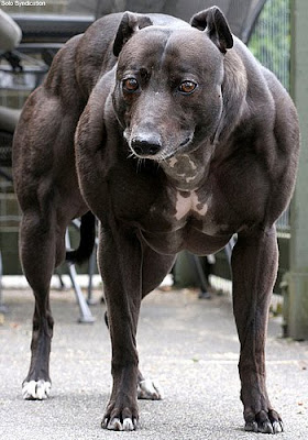 全世界最強壯的狗 - 惠比特犬 Wendy 全世界最強壯的狗