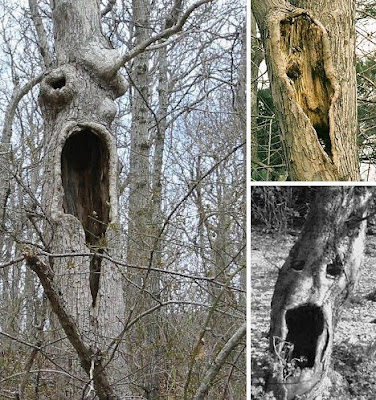 恐怖的大樹 - 最令人恐怖的大樹
