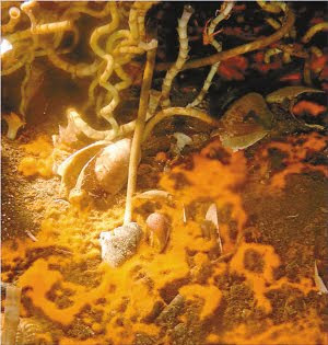 吃碳微生物 - 深海地殼存在「吃碳」微生物