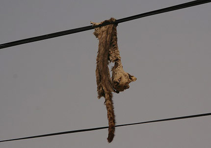 [dead_cat_wire.jpg]