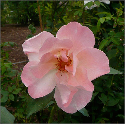 High Altitude Gardening For the Love of Heirloom Roses