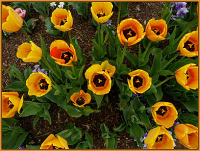 Bone Meal Fertilizer on Everyone Recommends Bone Meal As Fertilizer When You Plant Tulip