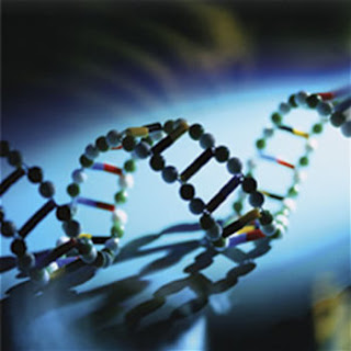 photo of a DNA model