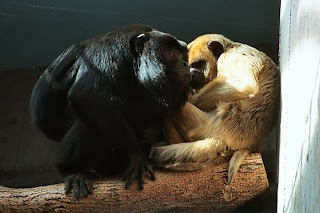 Black Monkey Black Monkey