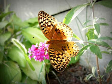Butterfly in our Garden