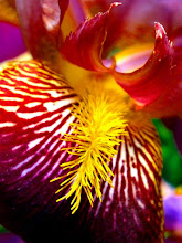 Iris in mother's garden