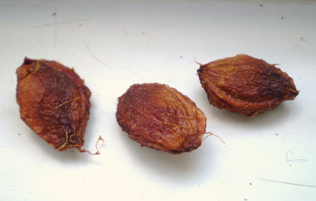 Green Jean orange seed