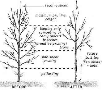 [formative_pruning.jpg]