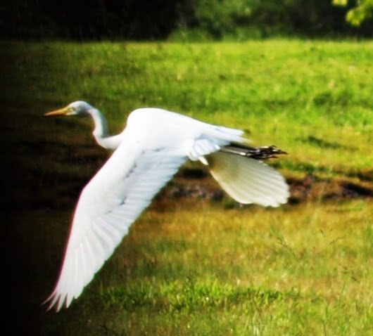 Penabahari Odisi Bersama Olympus 10 April Bangau Lagi