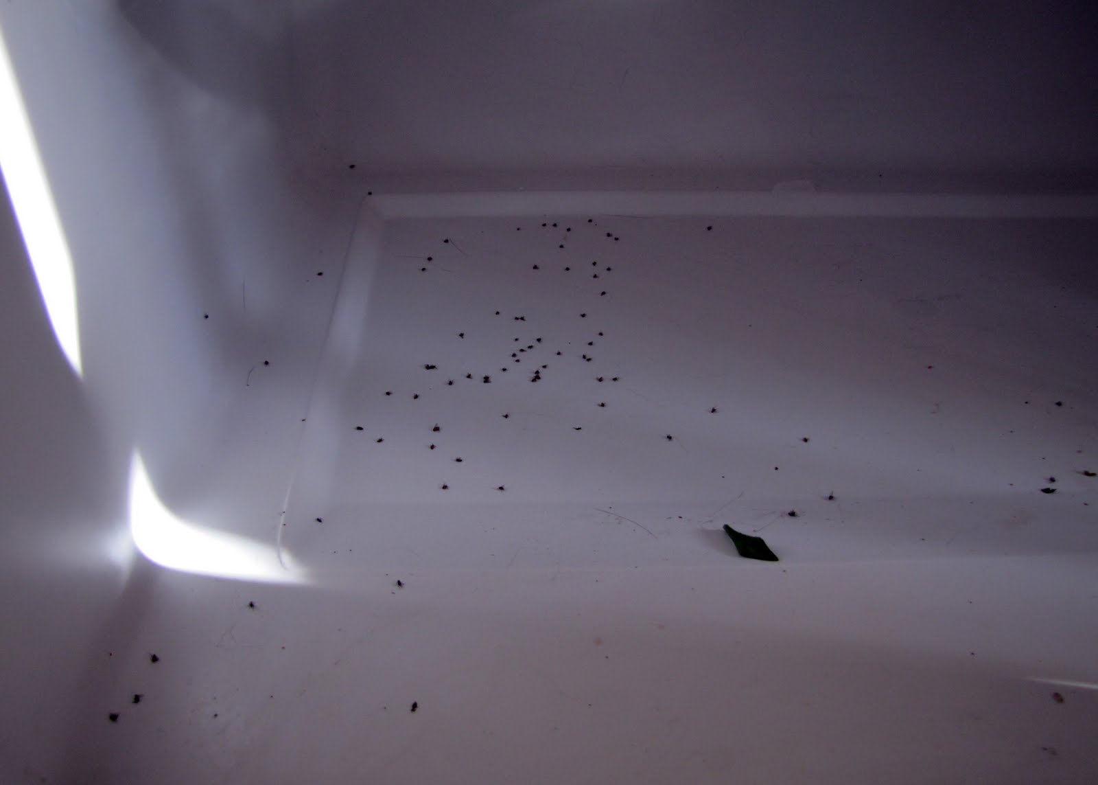 Smells Like Food in Here Refrigerator Update and Cleaning