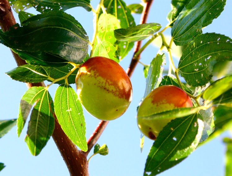 Aimee's Nasty Fruit Blog Ju Ju Bean?