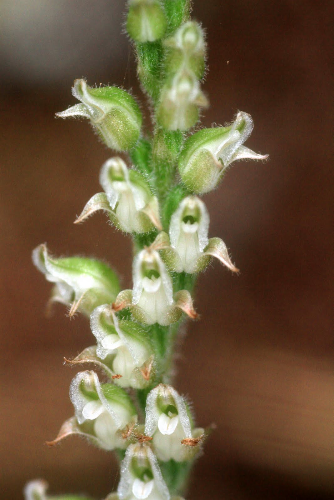 Native Orchids of the Pacific Northwest and the Canadian Rockies Giant Rattlesnake Orchis