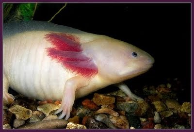 Greeneration: "Axolotl" Strange Fish with Legs From Mexico
