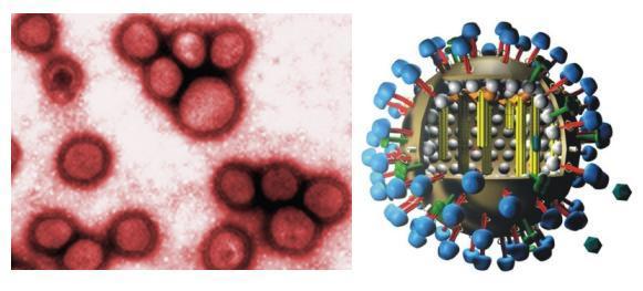 How do Swine flu virus look like ?