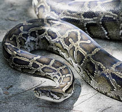 [python]