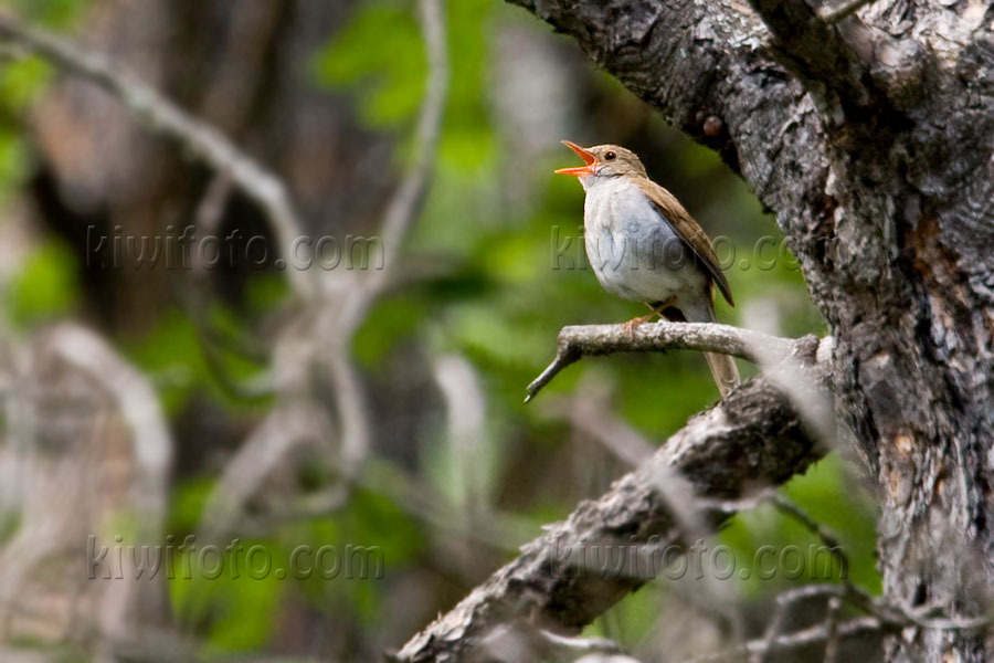 nightingale bird flying. mine because the ird is