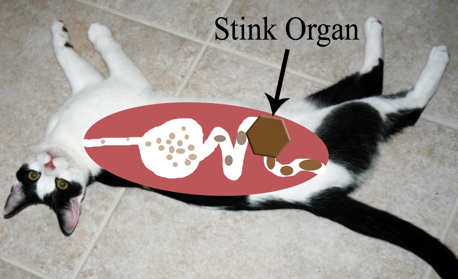Cat Digestion