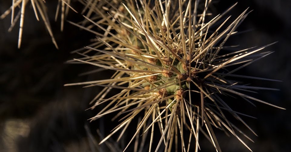 1.0E9 Jumping Cactus