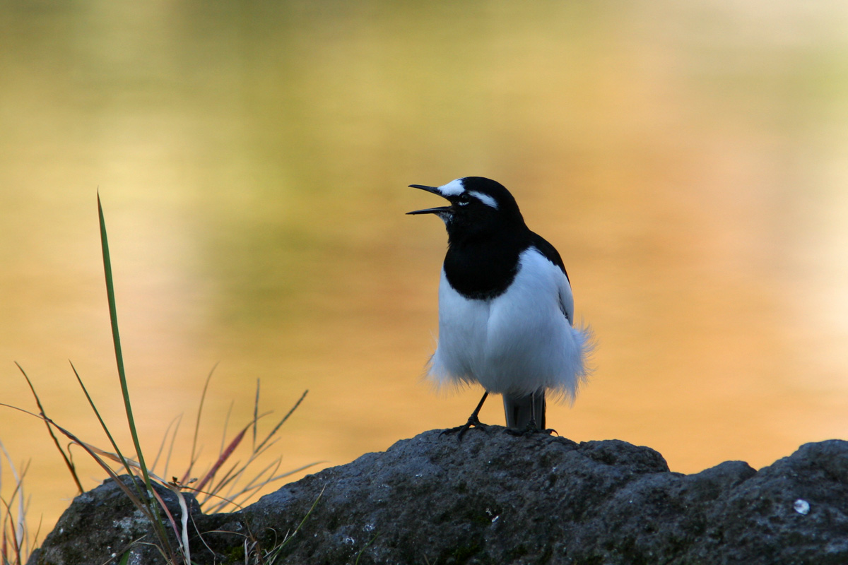 Japanese Wagtail
