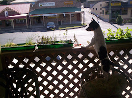 Neighbourhood Dog Watch
