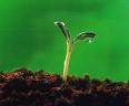 [sprouting+seed.jpeg]