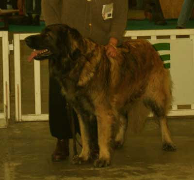 Notre Leonberg Adèle H, CACIB-CACS à l'exposition de Nantes 2009