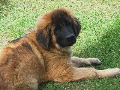 Leonberger des Neiges de Chantelouve, Eymeric-Prairial dit Balian