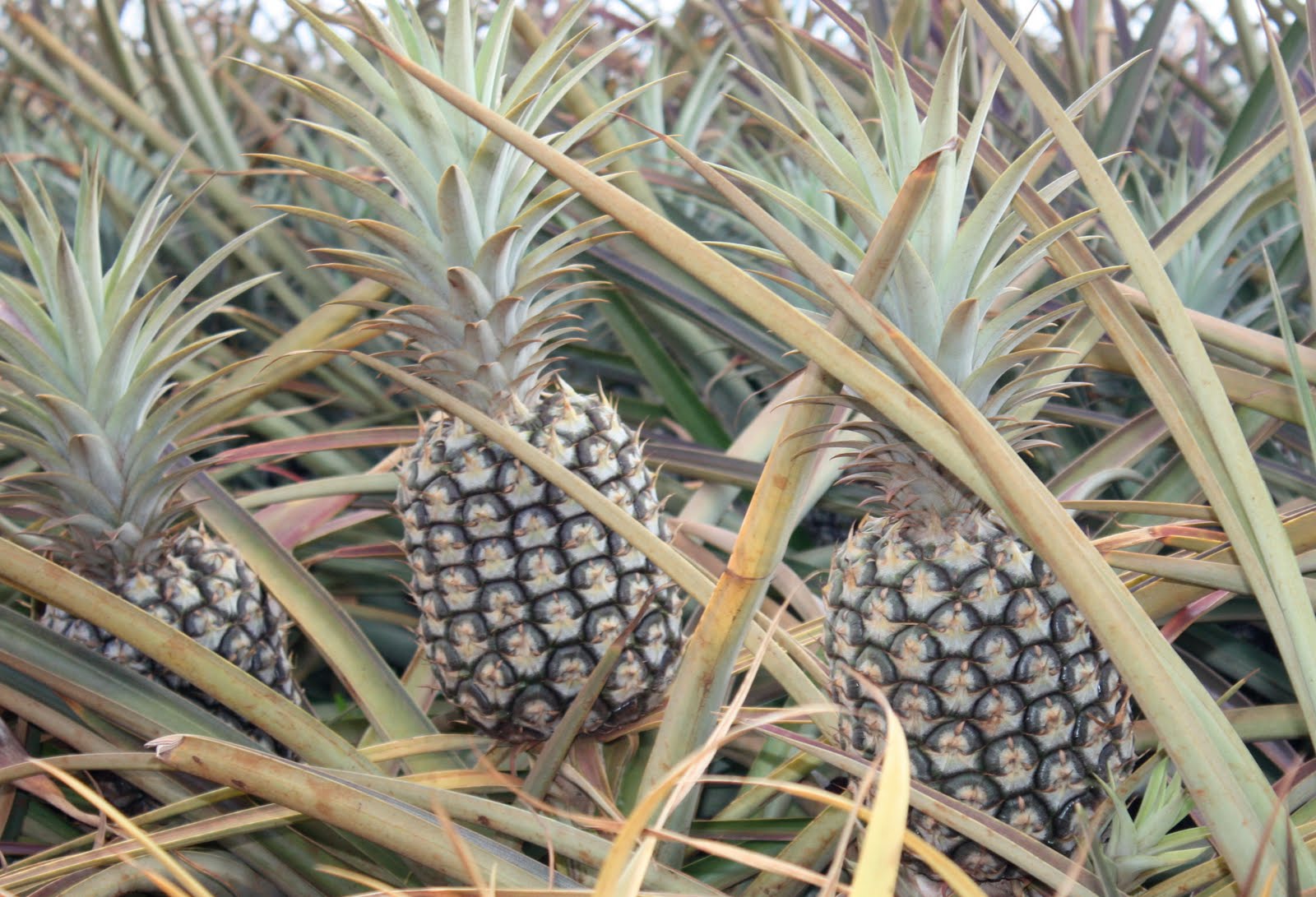 Diana &amp; Lee�s Mission Honolulu, Hawaii