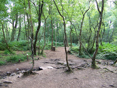 FORET DE BROCELIANDE