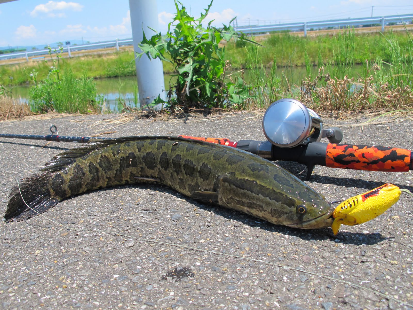 Tackle Source FISHING IN JAPAN FRESHWATER