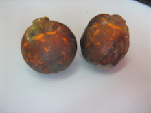 BUAH PINANG