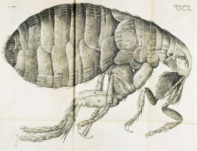 [12669w_hyperrealism_micrographia.jpg]