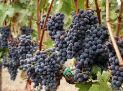 [liguria_grapes.jpg]