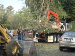 ARBOLES SACRIFICADOS EN AVE UNIVERSIDAD