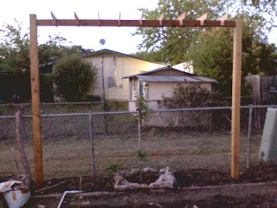 Dorsett Apple, Espalier, gardening, How to, red cedar, Semi Dwarf, South Texas, Support post, Trellis Installing