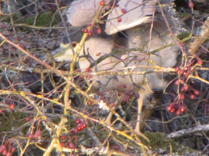 Black Crowned Night Heron