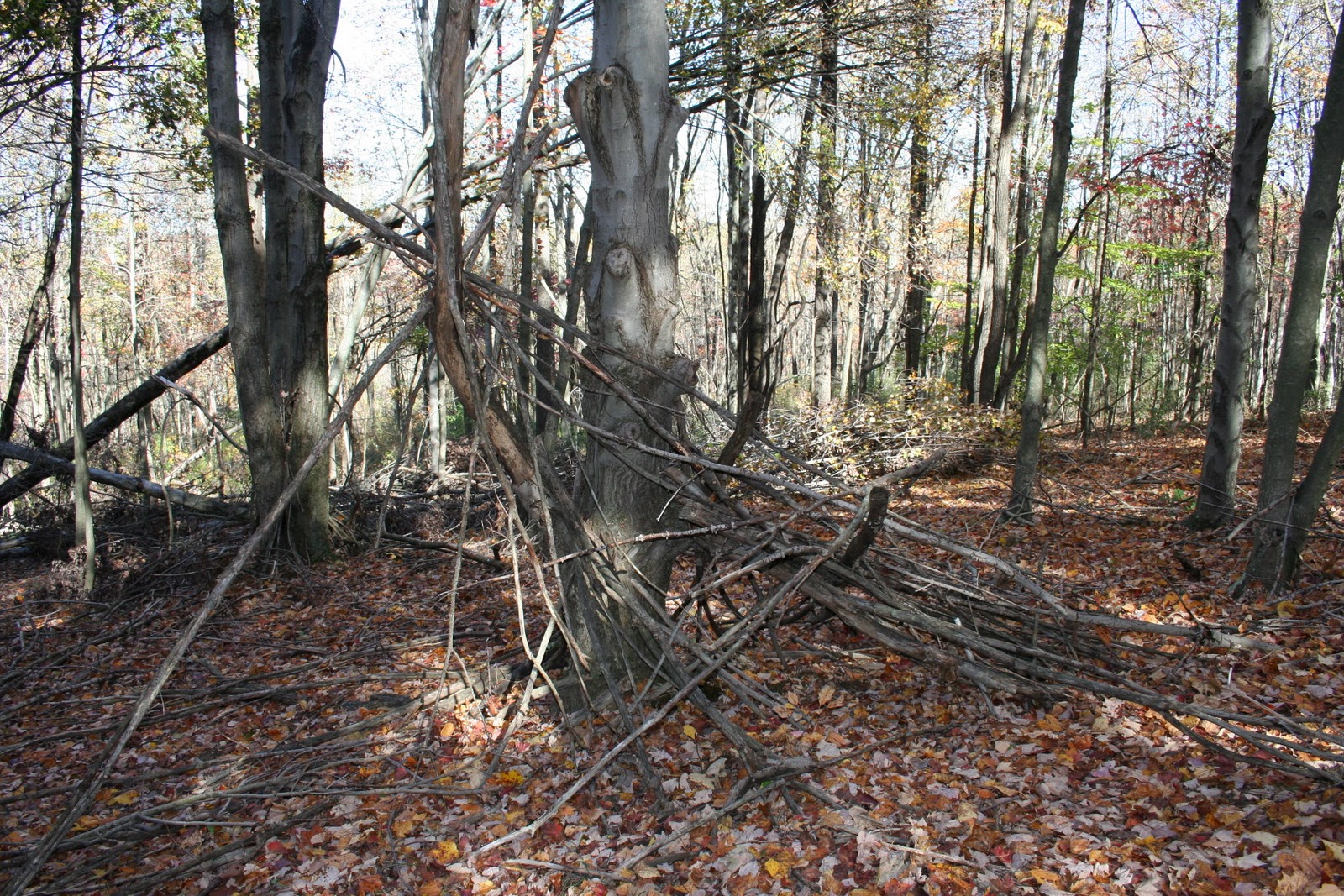 The Bigfoot Field Reporter ™ Salt Fork State Park October 16, 2010