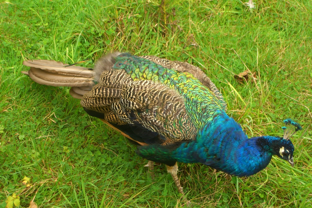 [Peacock.JPG]