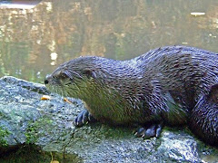 Otters live in the valley