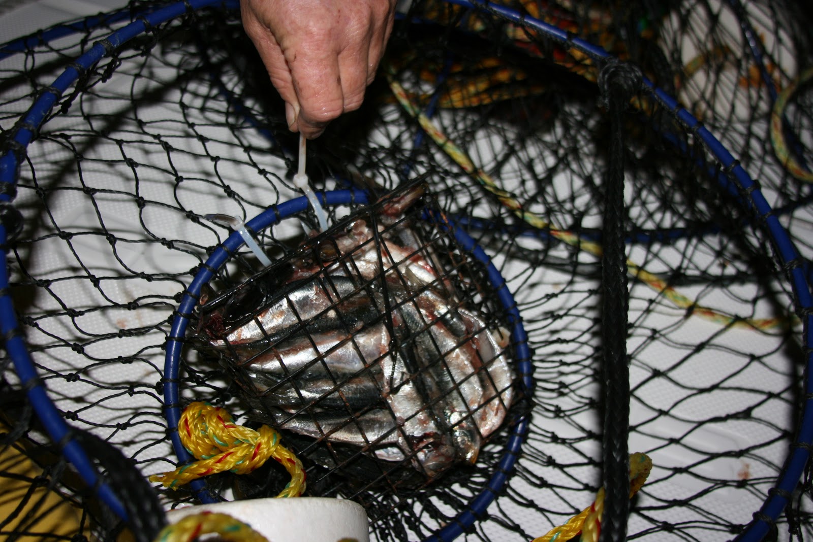 Dan's Journal Bait for Lobster fishing